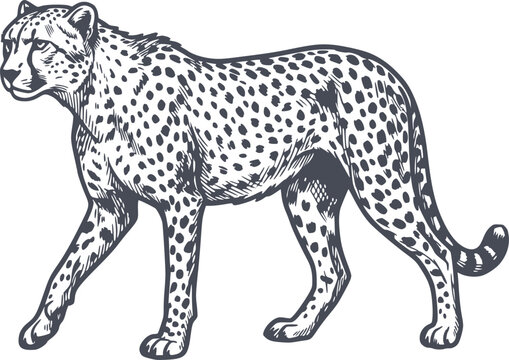 simple cheetah illustration in a dark grey engraving style, showcasing the animal in profile. a dynamic vector drawing perfect for various design projects, no white fills are present