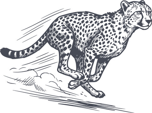 dynamic dark grey cheetah illustration in full sprint, capturing speed and agility with hand-drawn sketch style lines and solid fills, no white fills for versatile use in design projects