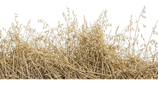 Gros plan sur des &eacute;pis d'avoine dor&eacute;s et secs isol&eacute;s sur un fond blanc pur, parfaits pour illustrer la r&eacute;colte, l'agriculture biologique ou des th&egrave;mes naturels et rustiques.