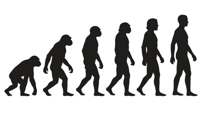Human evolution graphic displays the progressive transformation from primitive ape to modern walking man in silhouette.