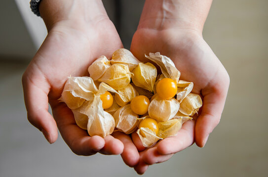 Top view of a child holding a heap of homegrown Physalis peruviana, also known as mini physalis or mini cape gooseberries, in their hands indoors at home.