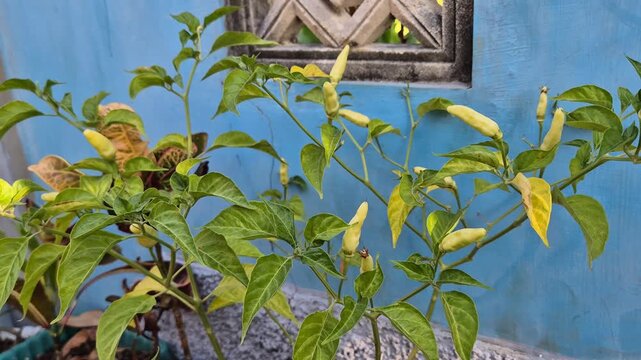 Close up of bird's eye chili pepper plant capsicum frutescens with unripe yellow fruits in home garden