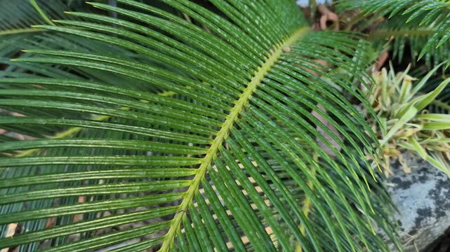 Close up shot of green sago palm leaf cycas revoluta frond in tropical garden
