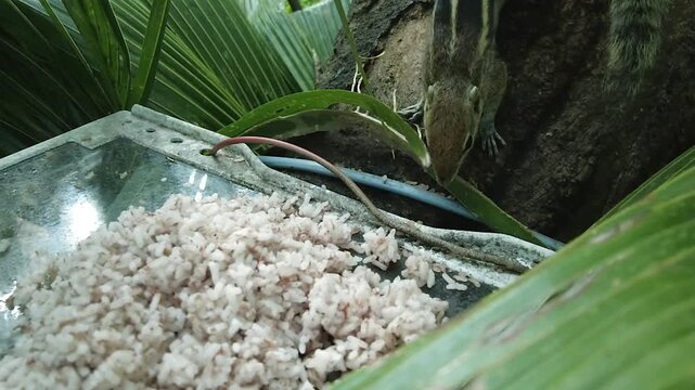 Indian palm squirrel approaching cooked rice tray outdoor wild animal feeding