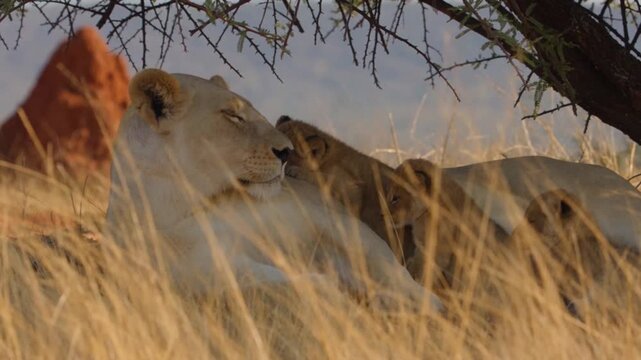 Mother Lioness Resting with Her Young Cubs