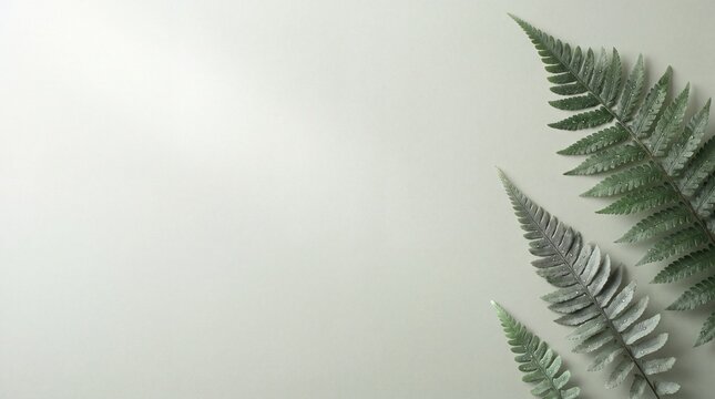 Minimalist fern leaves on light gray background, elegant botanical flat lay with copy space, clean nature concept backdrop