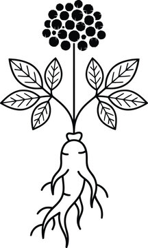 Vintage ginseng root illustration, botanical herbal medicine vector icon, black and white medicinal plant with leaves and berries