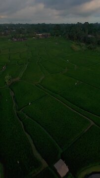 Vertical video. FPV Drone Perspective Above Vast Rice Terraces Revealing Geometric Agricultural Patterns Across Tropical Landscape at Sunset in Bali, Farming Heritage And Food Production