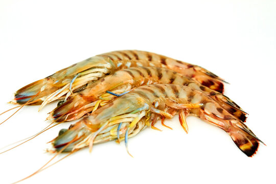 Raw tiger prawns isolated on white background