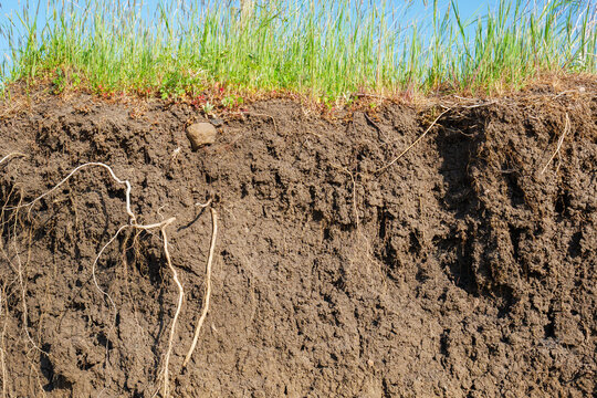 Exposed soil profile with grass and plant roots