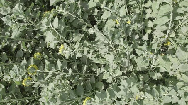 Close view of green leafy plants with yellow flowers under daylight for nature agriculture plant crop foliage drone photography footage professional commercial stock
