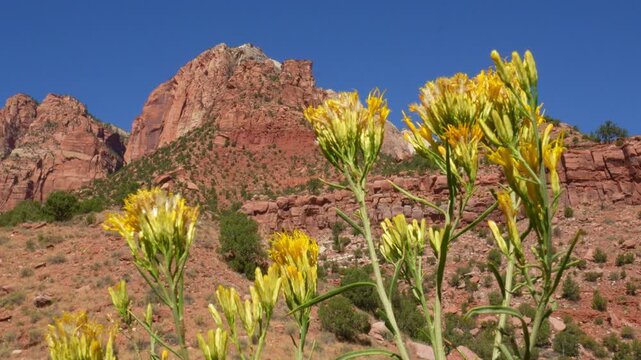 Yellow rabbitbrush wildflowers swaying in the wind in front of red rocky mountains terrain in Zion National Park Utah USA.