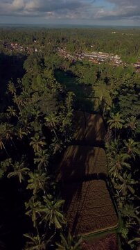 Vertical video. Aerial Drone View of Tegallalang Rice Terrace Revealing Rice Fields Tropical Forest and Rural Landscape in Bali, Traditional Farming And Tourism Destination