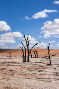 Dead camelthorn trees stand on the cracked white clay pan of Deadvlei beside orange sand dunes under cumulus clouds in Sossusvlei, Namib Naukluft, Namibia.