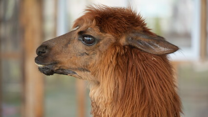 Fototapeta premium A close-up profile of a beautiful brown alpaca