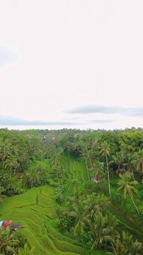 Vertical video. Wide Aerial View of Tegallalang Rice Terrace and Tropical Valley Covered With Palm Trees and Lush Vegetation in Bali, Environmental Preservation And Tourism
