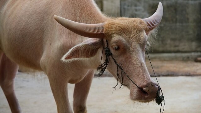 Captivating Albino Water Buffalo with Horns Portrait