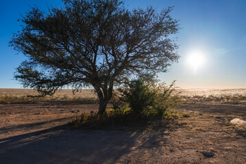 Fototapeta premium A single acacia tree and shrubs grow on dry soil in the open savannah plains of Namibia under a clear sunny sky with bright daylight.