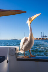 Naklejka premium A great white pelican perches on the side of a boat while sailing near Walvis Bay harbour in Namibia under clear sunny skies.