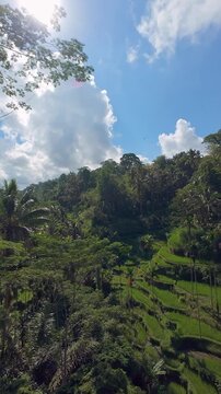 Vertical video. Drone Perspective Above Tegallalang Rice Terrace Beneath Dramatic Tropical Clouds and Bright Blue Sky in Bali, Environmental Conservation And Natural Beauty