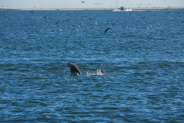 Fototapeta premium A Cape fur seal swims in the Atlantic Ocean near Swakopmund, Namibia, while seabirds fly across the surface and a distant boat cruises along the coastline.