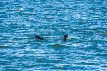 Fototapeta premium A Cape fur seal pops its head and flipper out of the rippling seawater during daytime along the coastal waters of Namibia.