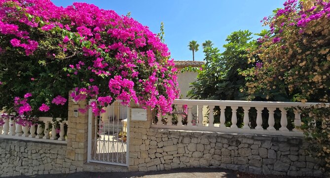Colorful bougainvillea flowers over a Mediterranean stone house and garden gate in Spain