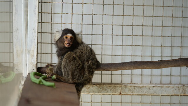 Adorable Common Marmoset Monkey in Enclosure