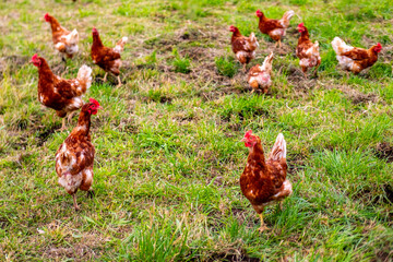 mobile chicken coop wheels solar panels roof, Free range hens natural sustainable farming practices, animal freedom green pasture, electric fence, free range eggs, organic agriculture, rural landscape © kittyfly