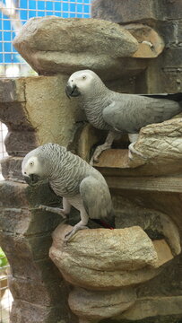 Pair of African Grey Parrots Resting on Artificial Rocks