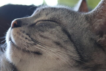 Sleeping house cat © Mt. Cape