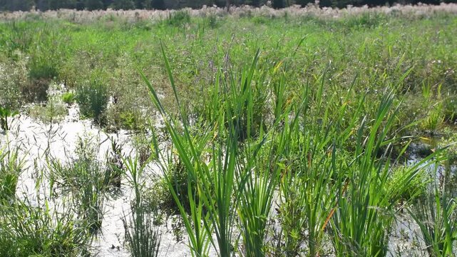 Hard rushs and Narrowleaf cattails planted at the water's edge to restore the banks of a pond in summer. Juncus inflexus, Typha angustifolia, Indre-et-Loire, r&eacute;gion Centre Val de Loire, France, Europe