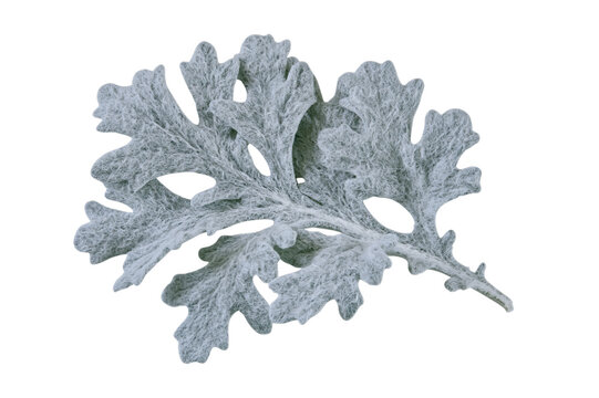 Delicate frosty oak leaf gracefully rests on a transparent background, perfect for winter design elements and decorative seasonal concepts