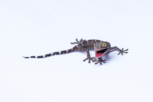 tokay gecko, gekko gecko, tokek, gecko, lizard, reptile, mouth open, open mouth, aggressive gecko, angry gecko, threatened, aggressive reptile, colorful gecko, colorful lizard, spotted gecko, blue gec