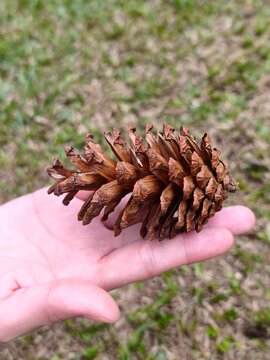 pine cone in the hand