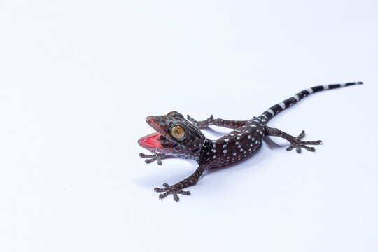 tokay gecko, gekko gecko, tokek, gecko, lizard, reptile, mouth open, open mouth, aggressive gecko, angry gecko, threatened, aggressive reptile, colorful gecko, colorful lizard, spotted gecko, blue gec