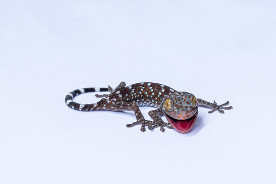 tokay gecko, gekko gecko, tokek, gecko, lizard, reptile, mouth open, open mouth, aggressive gecko, angry gecko, threatened, aggressive reptile, colorful gecko, colorful lizard, spotted gecko, blue gec
