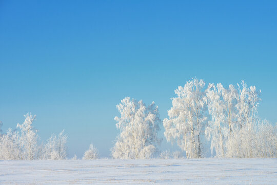 Frosty birch trees in snow field under blue winter sky