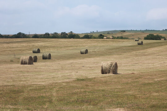 Round straw bales in a vast harvest field