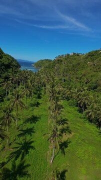Vertical video. Smooth Aerial Flight Above Tropical Palm Forest Between Coastal Hills, Wide Angle View Of Lush Green Landscape Leading Toward Ocean Horizon, Freedom And Discovery