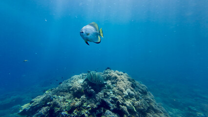 Batfish glides gracefully above a coral pinnacle beside a resting sea turtle. Peaceful underwater scene capturing the majestic serenity of tropical marine life. © Houston