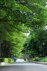 Obraz premium Peaceful tree-lined road under lush green canopy in a park
