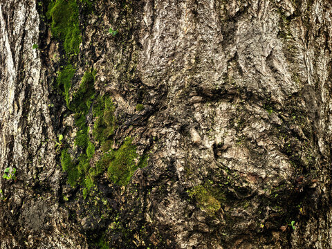 Tree Bark Texture with Green Moss