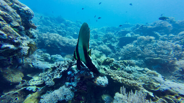Juvenile longfin batfish glides vertically over a vibrant coral reef. Serene marine life captures the elusive beauty of deep blue ocean wilderness.