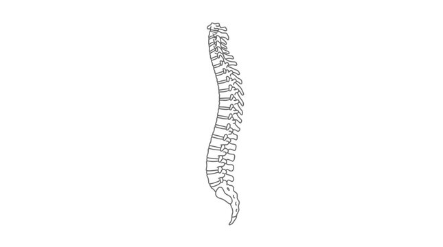 Detailed line art illustration of the human vertebral column isolated on white background.