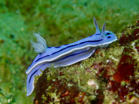 Chromodoris lochi nudibranch crawling across a textured reef. Stunning macro photography revealing the vivid blue stripes and delicate gills of this tiny Indo-Pacific sea slug.