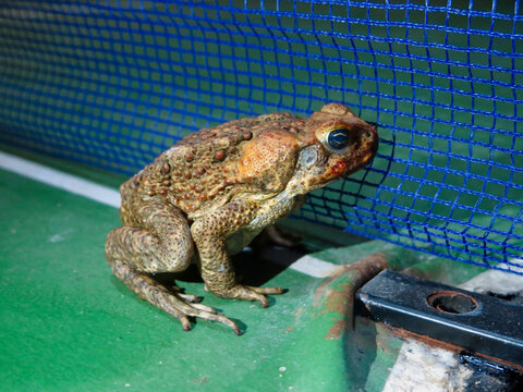 A warty brown toad sits alert on a green court surface beside blue netting. Macro wildlife photography capturing the intense texture and distinctive parotid gland of this terrestrial amphibian.