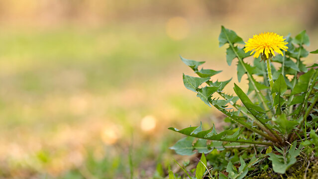 Yellow Dandelion Flower Blooming on Green Meadow in Warm Spring Sunlight