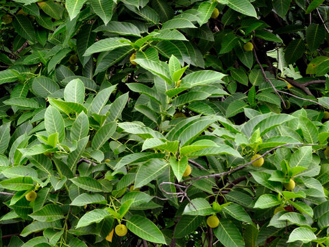 Neolamarckia cadamba plant with flower and buds image.