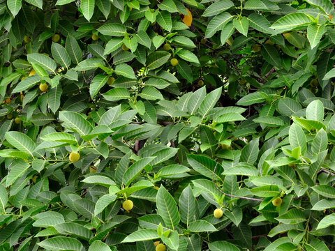 Neolamarckia cadamba plant with flower and buds image.